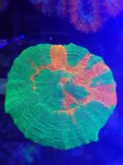 スコリミアの画像