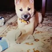⭐︎テッちゃん⭐︎の画像