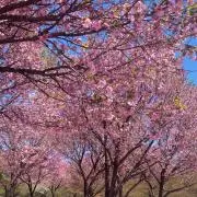 ゆこの画像