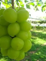 HOHNERbravo III 72 アコーディオンMML 軽量7.5kg整備完 - メルカリ