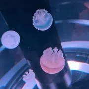 まるの画像
