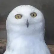 らむじーの画像