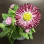 みみの画像