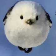 まりんの画像