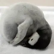 エンペラの画像