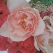 ローズの画像