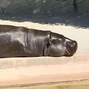 Victorの画像