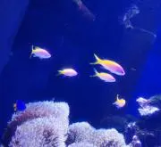 ☆ヒーコの画像