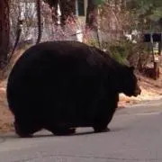 イサムちゃん