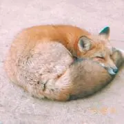 れお