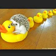 リトルみぃ