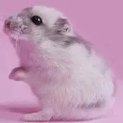 ちり