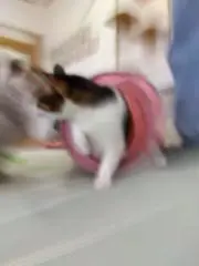 来栖の画像