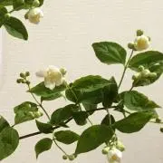 Temoの画像