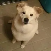 あきの画像