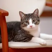 motaの画像