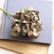 mokoの画像
