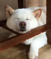 さつき