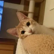 チ