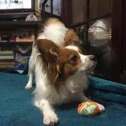 光