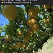 花木の画像