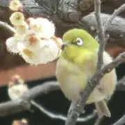 しんたろの画像