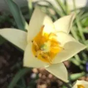 ぽてぽての画像