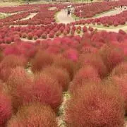 チロルの画像