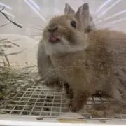 ぺっぱー