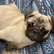 Qoo