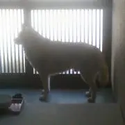 あやかの画像