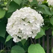 meibiの画像