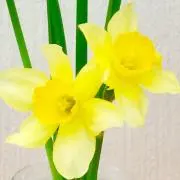 タムタム◆即購入OKです♬◆プロフ必読◆の画像