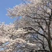 りんまま