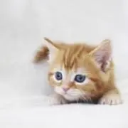 ほこり