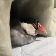 トラウト