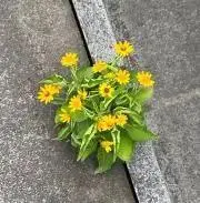 有香の画像
