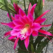 メリー８６の画像