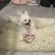 わんころの画像