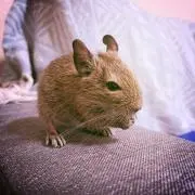 はむ