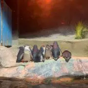 リーの画像
