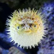 琉華