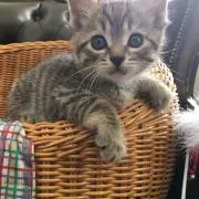ネコの画像