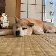 aya
