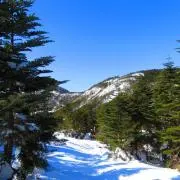 もりやのの画像