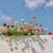 soraの画像