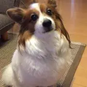 humandogの画像