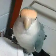 ロン