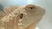 タカジャンの画像