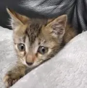 ししまるの画像